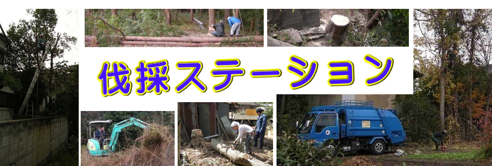 岸和田市の庭木伐採、立木枝落し、草刈りを承ります。